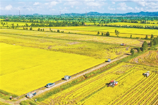 “广东第一田”项目规划总用地面积22.5万亩。项目计划建设粮食博览会展服务区、粮食农业科技示范区、粮食主题农业景区，开展莘村风貌提升等内容，建成后塑造“广东第一田”品牌，助力都斛镇农文旅高质量发展。