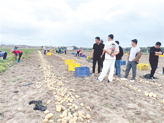 客商走进恩平田间地头，了解马铃薯种植情况。