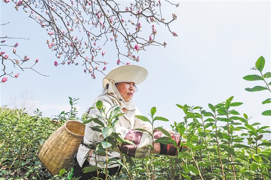 图为3月10日，在武义县更香有机茶园内，采茶工在采摘今年首批春茶。新华社发