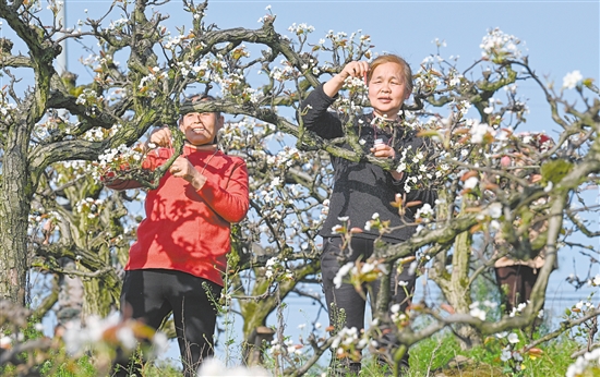图为3月11日，村民在重庆市永川区尖山村给梨花进行人工授粉。