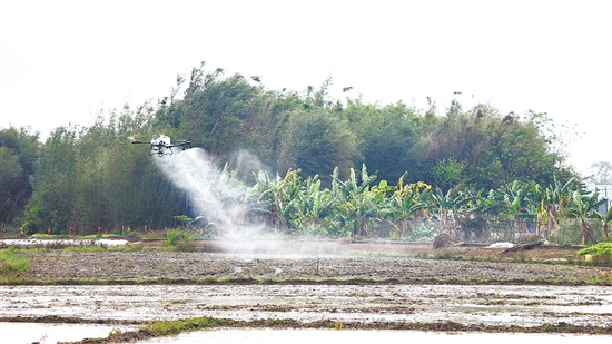 无人机现场演示喷药效果。
