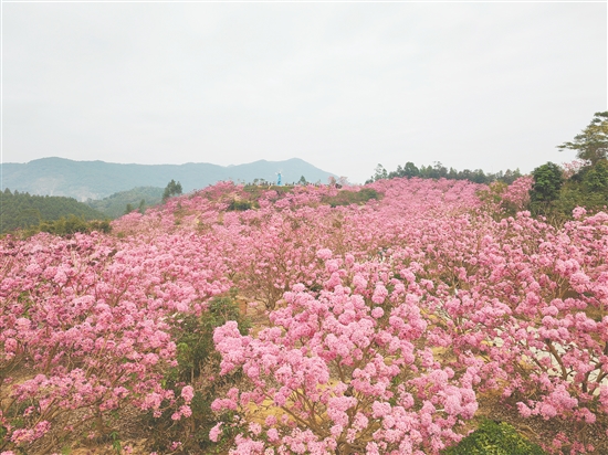 大泽镇绿美生态园的紫花风铃木，每年冬天迎来最佳观赏期，姹紫嫣红的花朵漫山遍野。