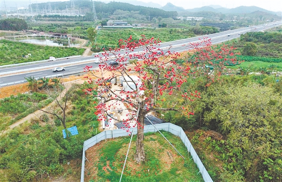 古木棉树在科学迁移后，枝叶依旧繁茂，火红的花朵如期盛放。