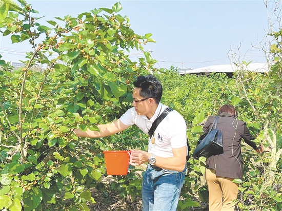 来自中山的游客体验摘桑果。