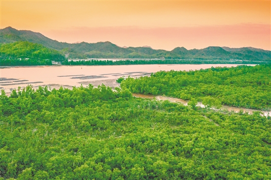 镇海湾红树林国家湿地公园是宝贵的红树植物基因库和鸟类栖息地。