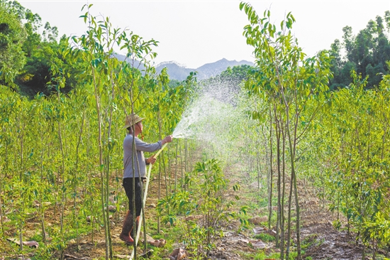 全镇沉香种植面积达8000多亩，有效带动群众实现稳定增收。