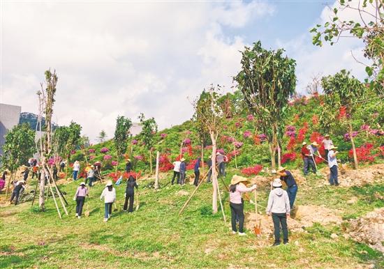 新栽的簕杜鹃与中华无忧树错落有致地挺立在春风中，与崭新的校园建筑相映成趣。