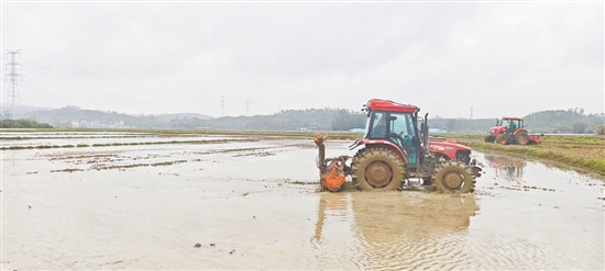 恩平市君堂镇的田野中，农机轰鸣。