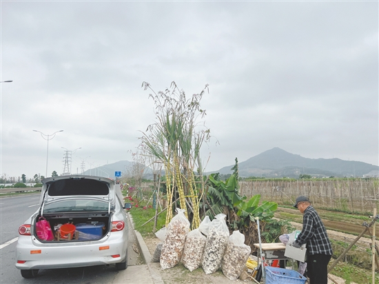 我市多地甘蔗出现滞销，不少蔗农在路边摆起了临时摊位。