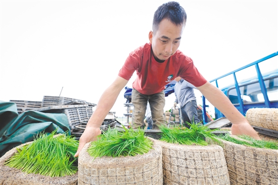 3月24日，在广东江门台山市都斛镇，工作人员搬运育好的秧苗。