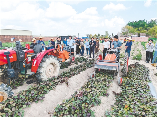 技术人员现场讲解演示甘薯联合收获机等装备的使用方法。 技术人员现场讲解演示甘薯联合收获机等装备的使用方法。