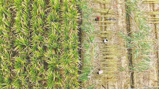 甘蔗地里,蔗农正在收获甘蔗。 甘蔗地里,蔗农正在收获甘蔗。