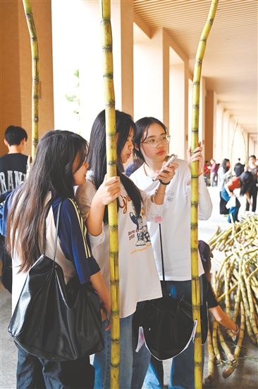 广州软件学院的同学们领到了甘蔗。 广州软件学院的同学们领到了甘蔗。