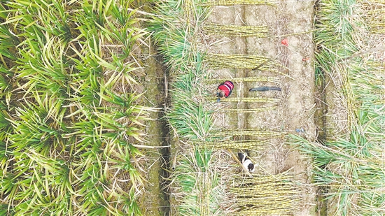 新会双水甘蔗滞销，社会多方力量紧密联动，助农打通销路。江门日报记者