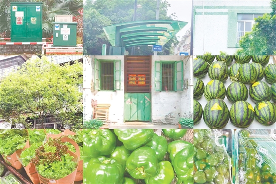 江门的春天，绿意满屏。