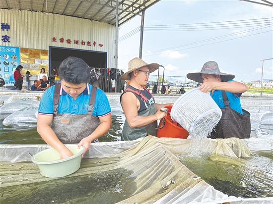 工人们将联一水产繁育的优质鱼苗装车，这批“水产芯片”即将发往各地。