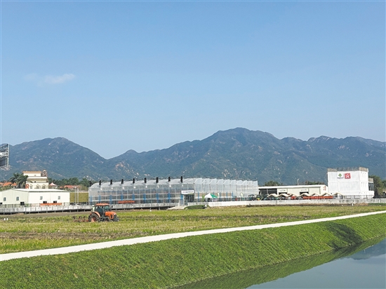 国家重点研发计划水稻项目落地台山，将进一步发挥“广东第一田”示范引领作用，推动科研成果从试验田走向大田。