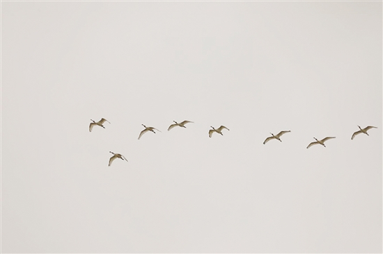 台山市林业局监测人员拍摄到的黑脸琵鹭。