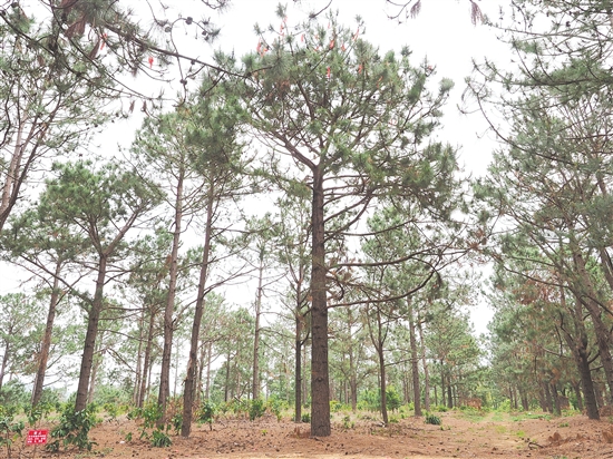 台山市红岭种子园内的湿加松“树王”，树龄22年，树高18米，胸径58厘米。