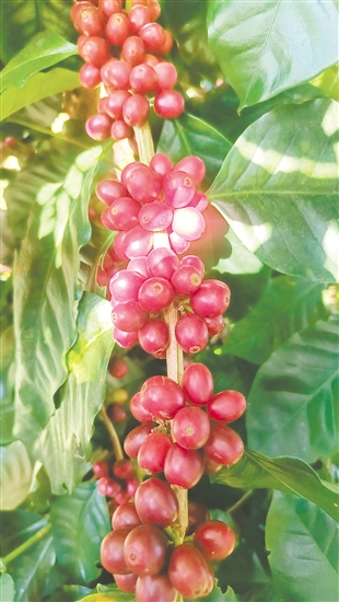 成熟的瑰夏咖啡豆。 成熟的瑰夏咖啡豆。