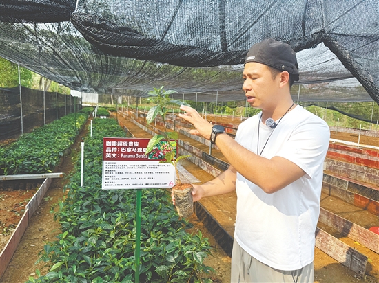 周子竣向记者介绍瑰夏咖啡苗。 周子竣向记者介绍瑰夏咖啡苗。