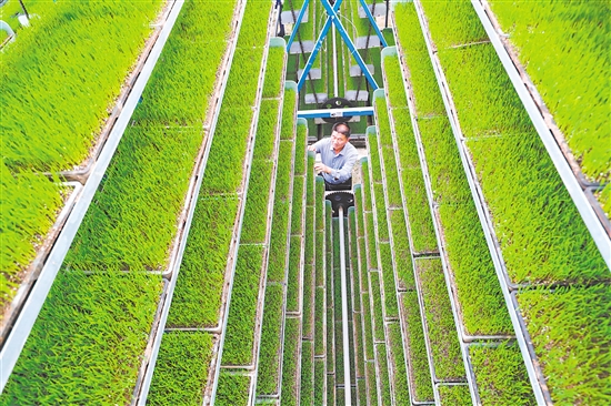 图为4月6日，在河南省信阳市光山县青龙河合作社全自动智能化育秧工厂，工作人员在管护水稻秧苗。