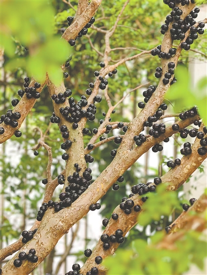 嘉宝果密密麻麻地挂满枝头。