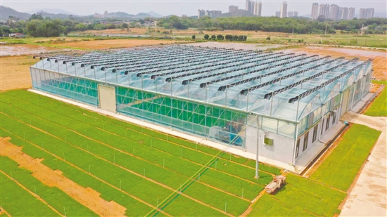 良西镇水稻现代化育秧中心。 良西镇水稻现代化育秧中心。