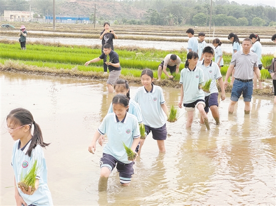 学生们走进水田,体验插秧。 学生们走进水田,体验插秧。