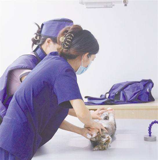 工作人员准备给小猫拍摄CT检查。 工作人员准备给小猫拍摄CT检查。