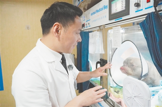 宠物医生检查小狗“患者”的情况。 宠物医生检查小狗“患者”的情况。