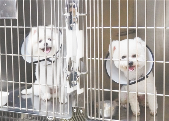 在住院区治疗的博美和比熊。 在住院区治疗的博美和比熊。