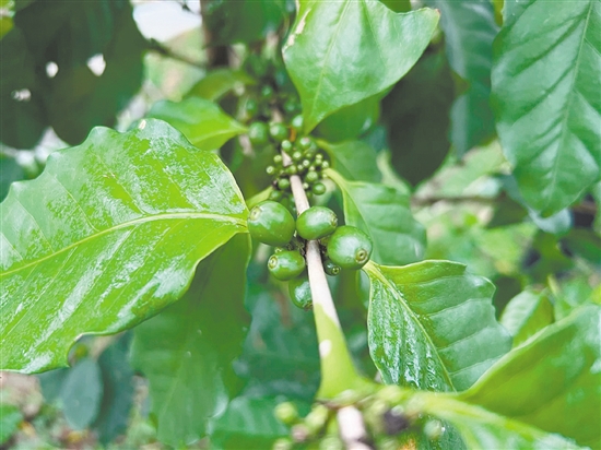 青绿色的咖啡果挂满枝头。