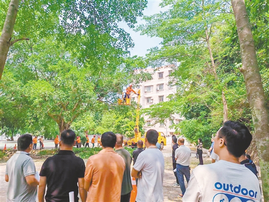 台山市城市园林管理有限公司技术骨干为参训人员示范安全作业、精准切割等规范步骤。