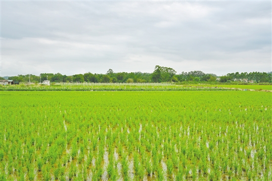 走进双合镇泗合村，嫩绿秧苗整齐地扎根水田。