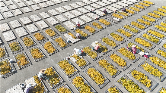 每年10月至12月的新会，处处柑果飘香，一派繁忙景象。