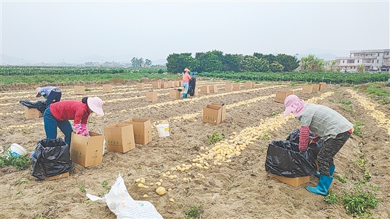 农户就地分拣、装袋、转运，新鲜马铃薯陆续进入市场与仓储环节。