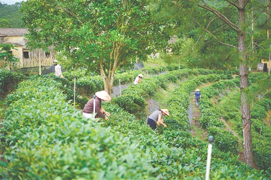 游客在黄亚山茶园体验采摘春茶。