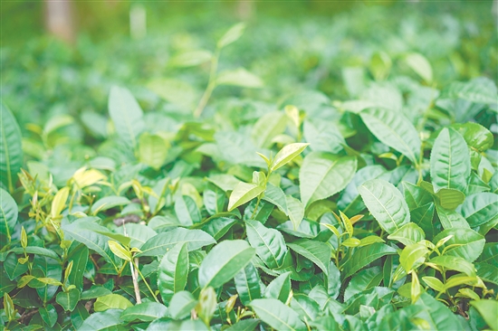 恩平当地茶园的春茶芽头饱满，品质稳定。