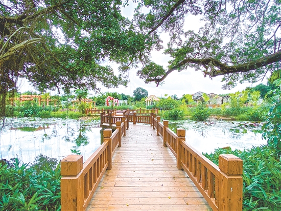 独联村打造大坑里榕树公园，新建黑美山公园、灵菊公园等生态节点，处处见绿。