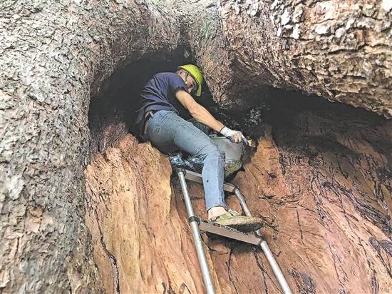 专业人员清理树洞深处的腐烂木质。