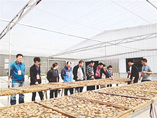 人大代表到横山村生蚝产销基地调研。