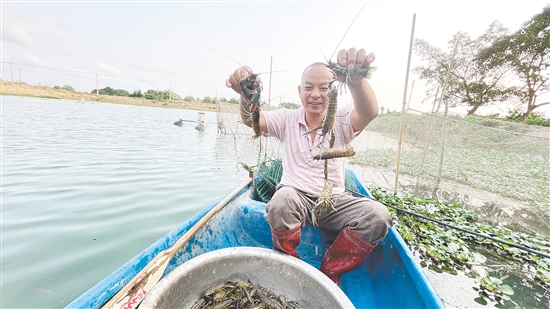 蓝龙虾成为撬动乡村共同富裕的“金色杠杆”。