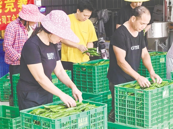 蔬果分装赛场上，参赛人员比拼分拣效率与操作规范。