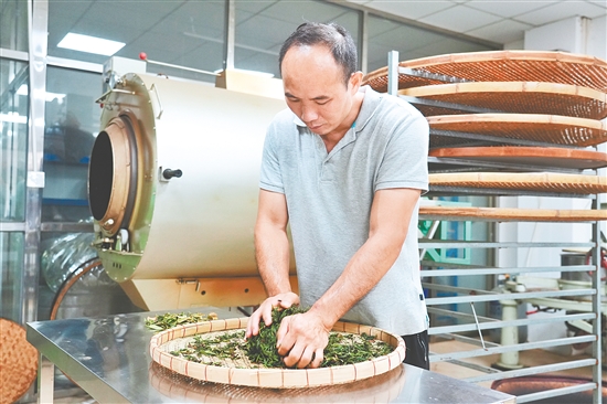 吴艺华对茶叶进行手工揉捻。