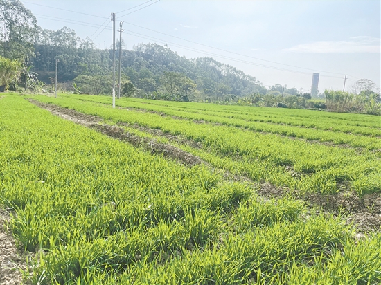 鹤山市全方位盘活闲置耕地资源，让一片片“沉睡”的撂荒耕地重焕生机，为粮食稳产增产和乡村振兴筑牢坚实基础。