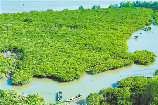 镇海湾红树林被列入省级重要湿地名录。