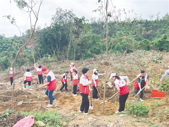 热心市民植下一片新绿。 热心市民植下一片新绿。