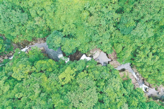 七星坑保护区是位于江门恩平西部、天露山南端的原始秘境，占地8060.3公顷，森林覆盖率高达90.3%。