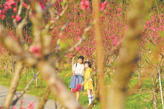 鳌峰山森林公园花开之时，吸引大批市民、游客前往赏花拍照。